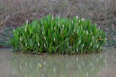 DPP - Pantanal - Pontederia reflexa - A