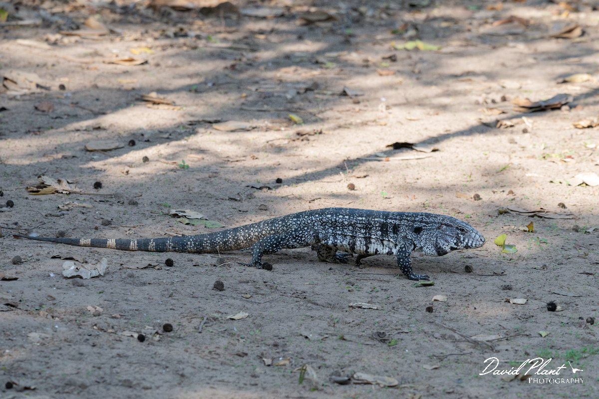 DPP - Pantanal - Black and white tegu - A.jpg - Black and white tegu, Salvator merianae - Pantanal, Brazil