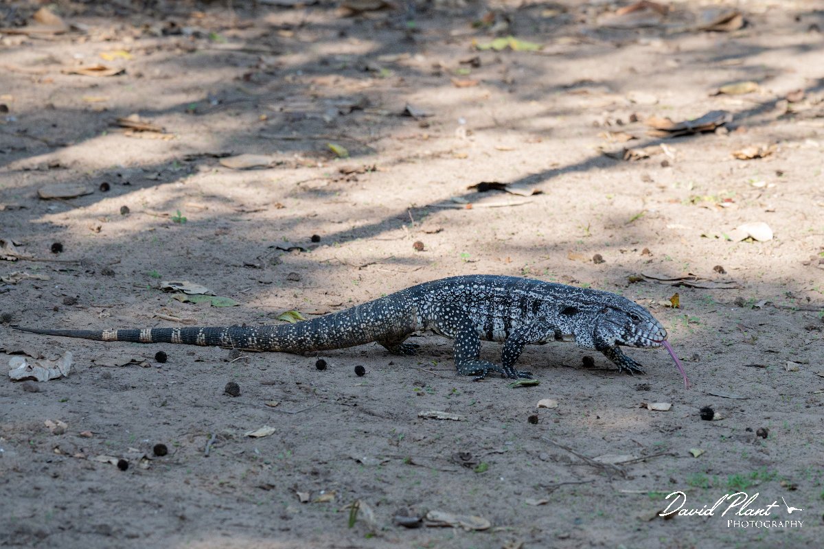 DPP - Pantanal - Black and white tegu - B.jpg - Black and white tegu, Salvator merianae - Pantanal, Brazil