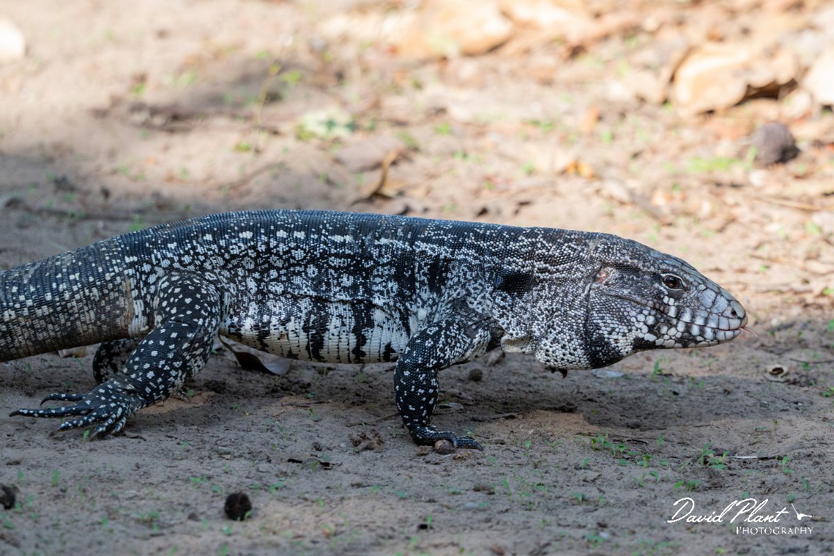 DPP - Pantanal - Black and white tegu - C.jpg - Black and white tegu, Salvator merianae - Pantanal, Brazil