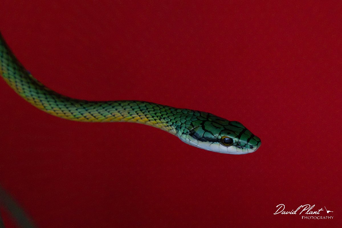 DPP - Pantanal - Giant parrot snake, Leptophis ahaetulla - A.jpg - Giant parrot snake, Leptophis ahaetulla - Pantanal, Brazil