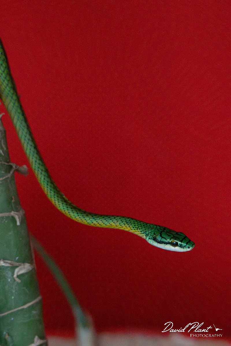 DPP - Pantanal - Giant parrot snake, Leptophis ahaetulla - B.jpg - Giant parrot snake, Leptophis ahaetulla - Pantanal, Brazil