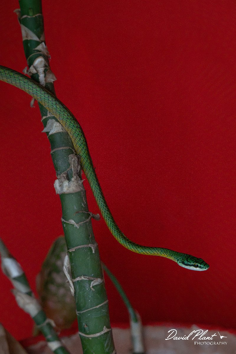 DPP - Pantanal - Giant parrot snake, Leptophis ahaetulla - C.jpg - Giant parrot snake, Leptophis ahaetulla - Pantanal, Brazil