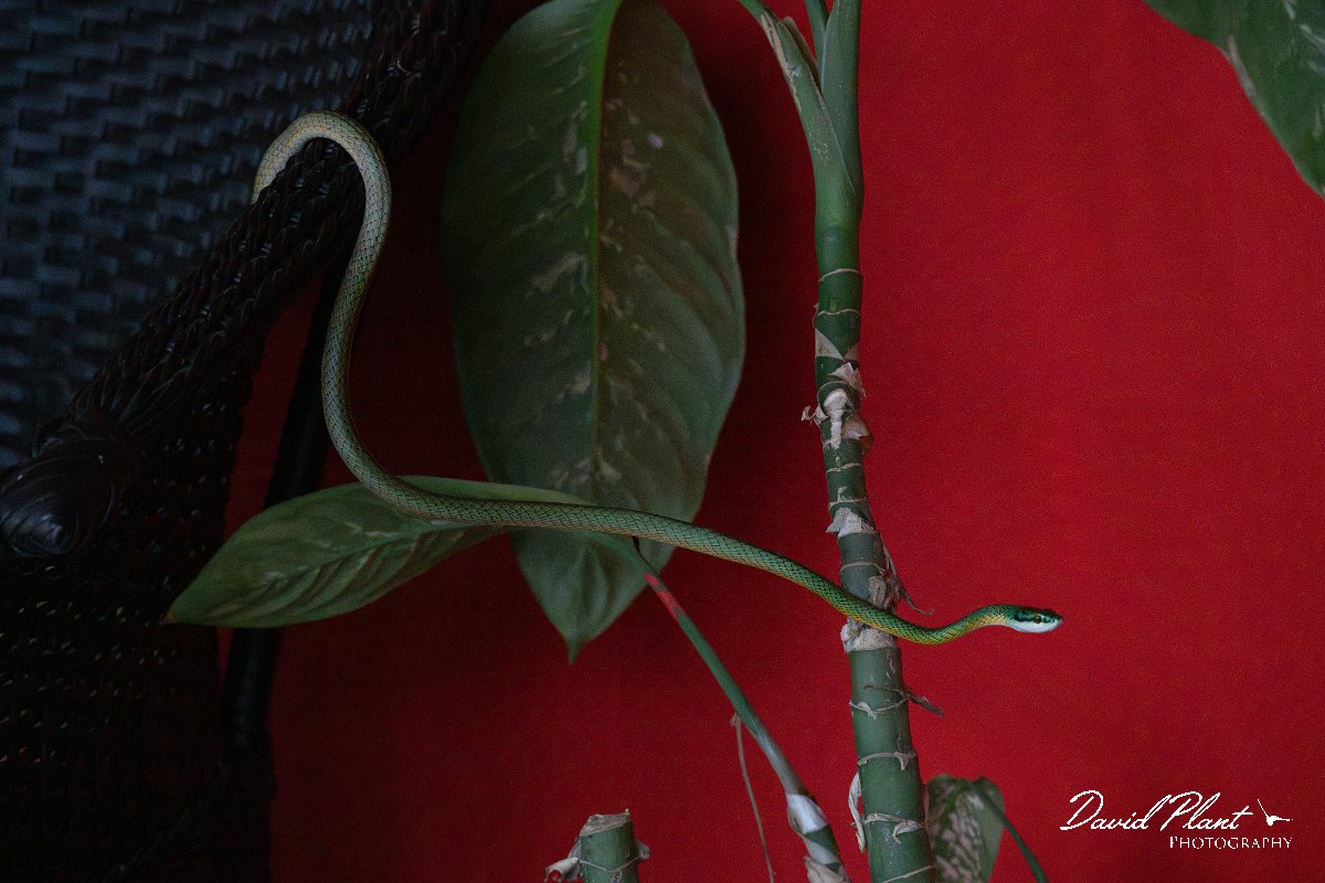 DPP - Pantanal - Giant parrot snake, Leptophis ahaetulla - E.jpg - Giant parrot snake, Leptophis ahaetulla - Pantanal, Brazil