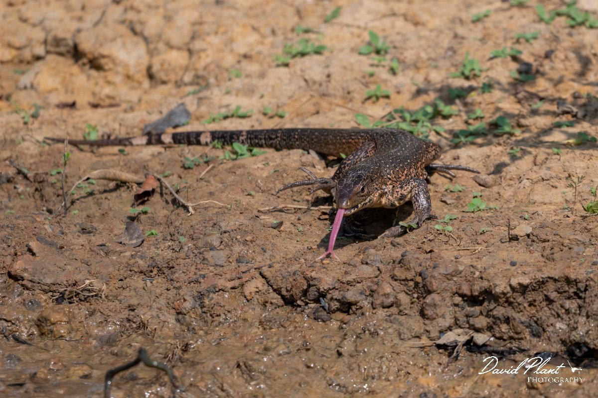 DPP - Pantanal - Gold Tegu, Tupinambis teguixin - A.jpg - Gold Tegu, Tupinambis teguixi - Rio Sararé, Pantanal, Brazil
