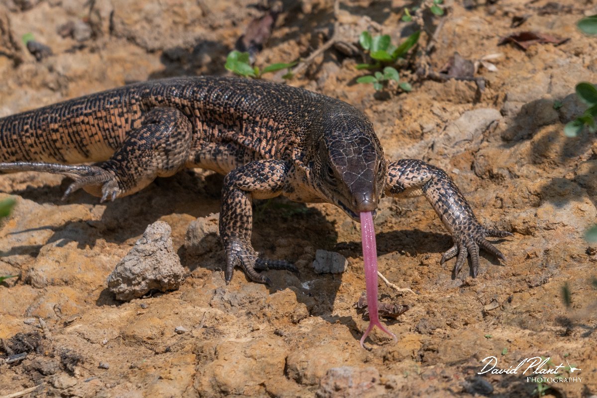 DPP - Pantanal - Gold Tegu, Tupinambis teguixin - D.jpg - Gold Tegu, Tupinambis teguixi - Rio Sararé, Pantanal, Brazil