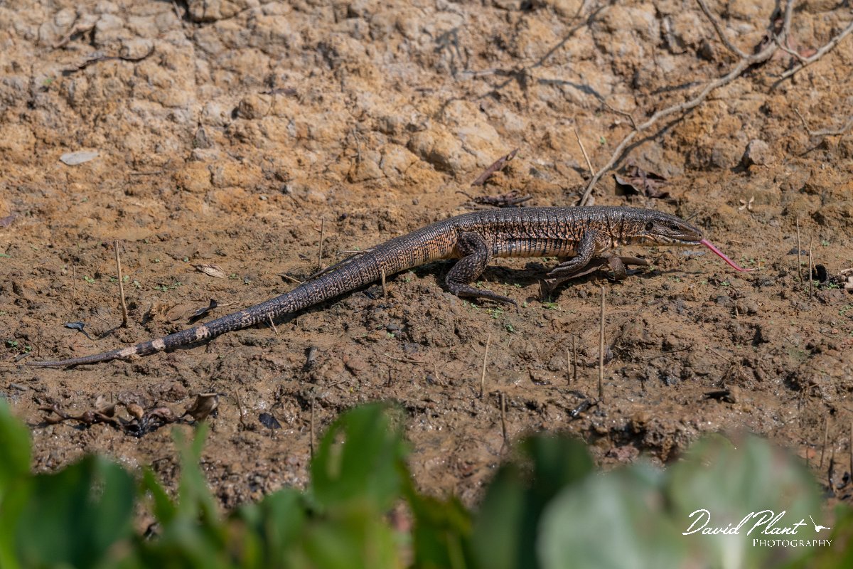 DPP - Pantanal - Gold Tegu, Tupinambis teguixin - E.jpg - Gold Tegu, Tupinambis teguixi - Rio Sararé, Pantanal, Brazil