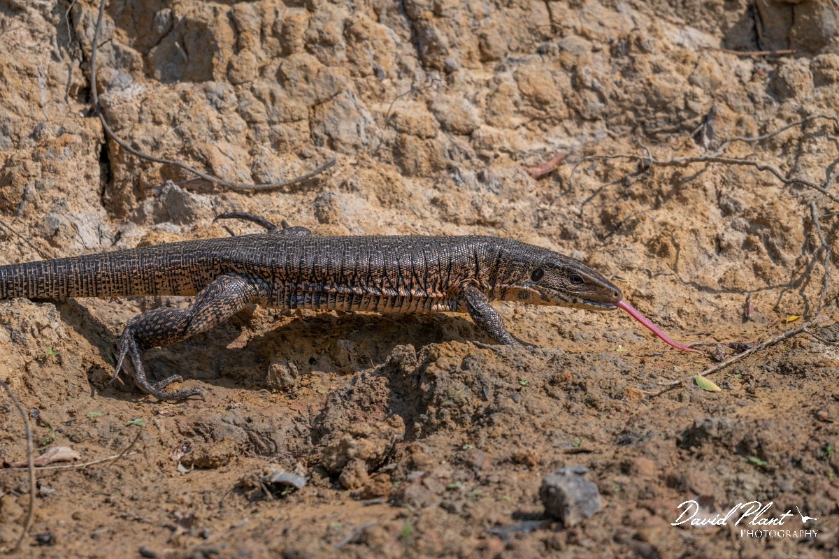 DPP - Pantanal - Gold Tegu, Tupinambis teguixin - G.jpg - Gold Tegu, Tupinambis teguixi - Rio Sararé, Pantanal, Brazil