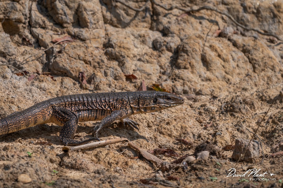 DPP - Pantanal - Gold Tegu, Tupinambis teguixin - H.jpg - Gold Tegu, Tupinambis teguixi - Rio Sararé, Pantanal, Brazil