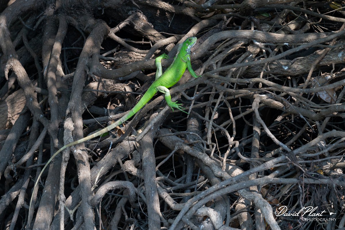 DPP - Pantanal - Green iguana - B.jpg - Green iguana, Iguana iguana - Rio Sararé, Pantanal, Brazil