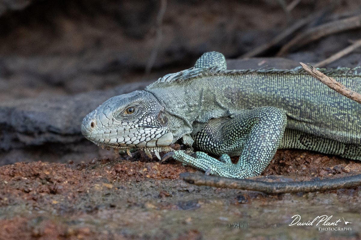 DPP - Pantanal - Green iguana - C.jpg - Green iguana, Iguana iguana - Rio São Lourenço, Pantanal, Brazil