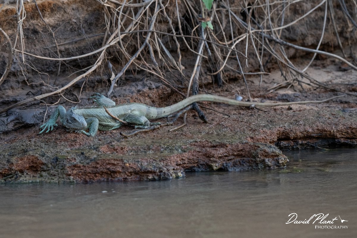 DPP - Pantanal - Green iguana - D.jpg - Green iguana, Iguana iguana - Rio São Lourenço, Pantanal, Brazil