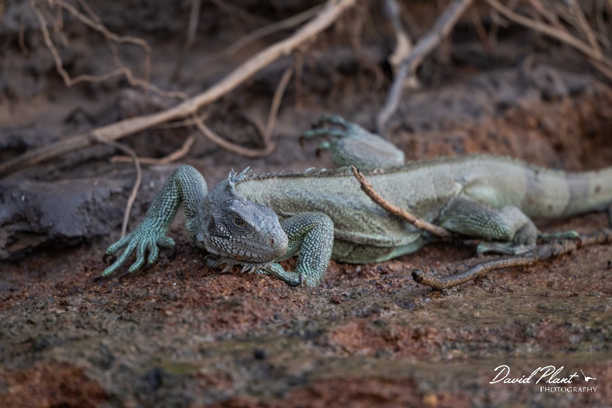 DPP - Pantanal - Green iguana - E.jpg - Green iguana, Iguana iguana - Rio São Lourenço, Pantanal, Brazil