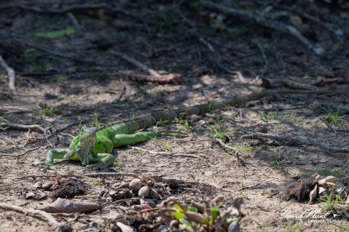 DPP - Pantanal - Green iguana - F.jpg - Green iguana, Iguana iguana - Rio Sararé, Pantanal, Brazil