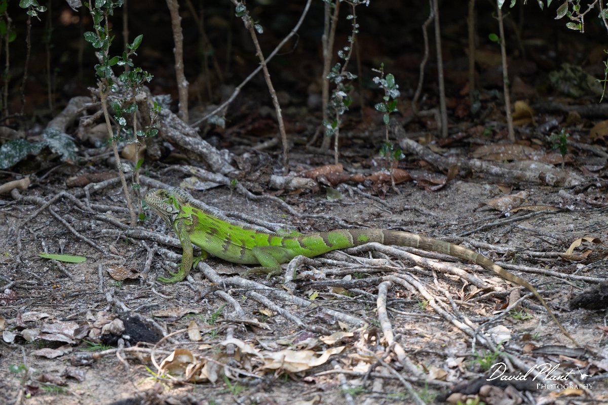 DPP - Pantanal - Green iguana - G.jpg - Green iguana, Iguana iguana - Rio Sararé, Pantanal, Brazil