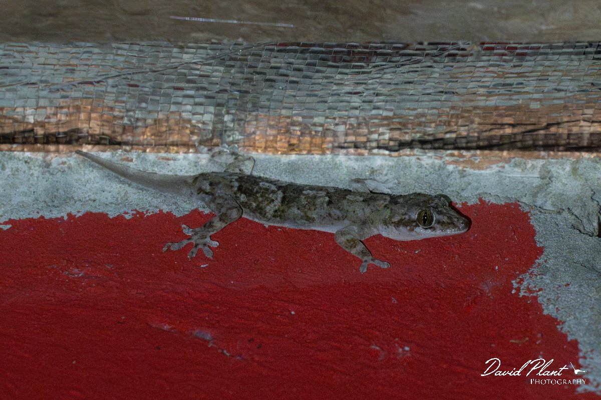 DPP - Pantanal - Tropical house gecko - A.jpg - Tropical house gecko, Hemidactylus mabouia - Pantanal, Brazil