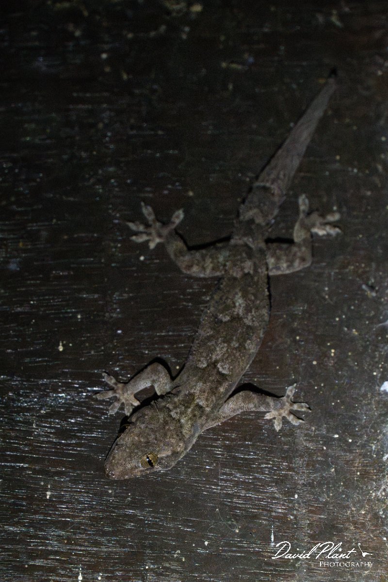 DPP - Pantanal - Tropical house gecko - B.jpg - Tropical house gecko, Hemidactylus mabouia - Pantanal, Brazil