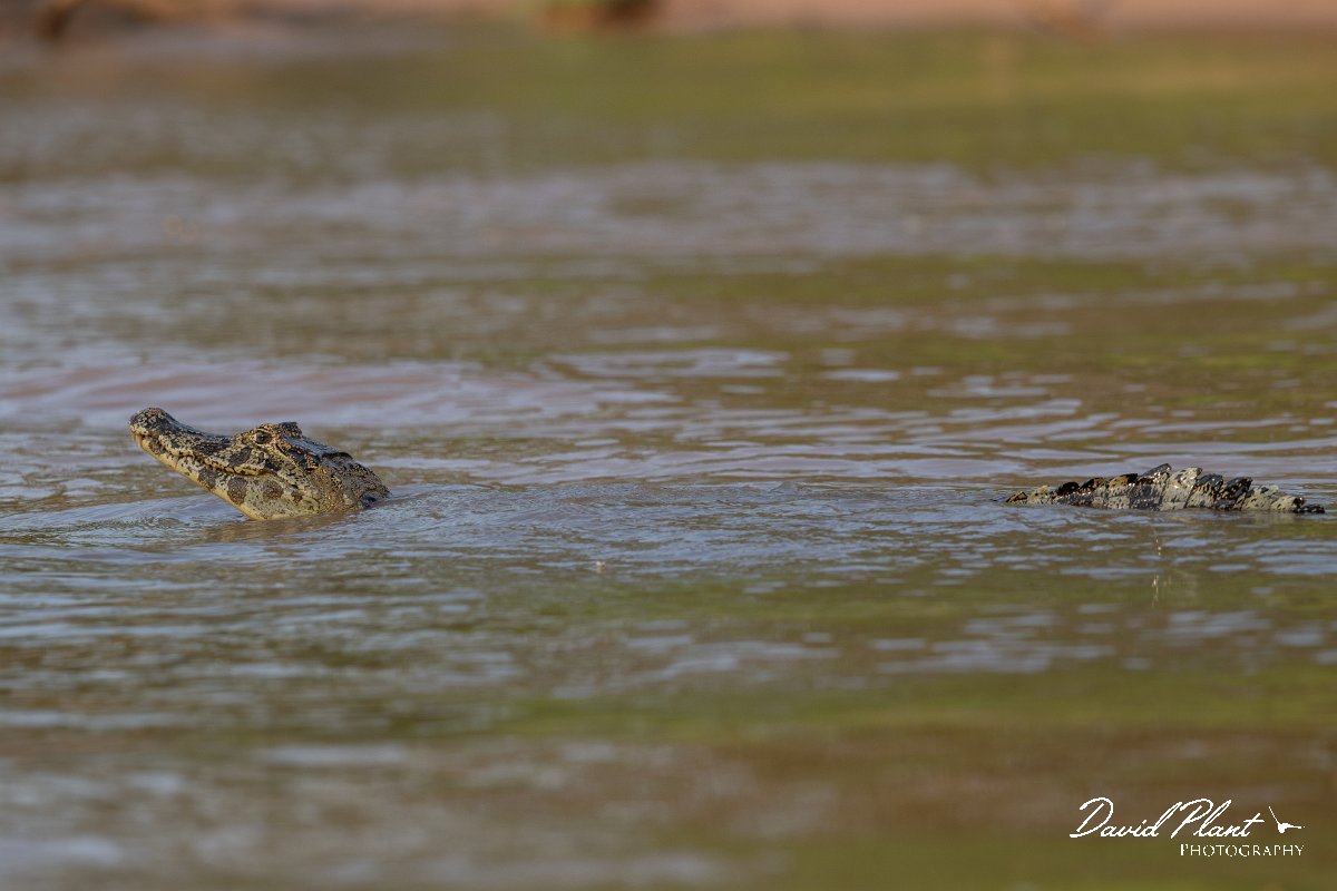 DPP - Pantanal - Yacare caiman - A.jpg - Yacare caiman, Caiman yacare - Rio São Lourenço, Pantanal, Brazil