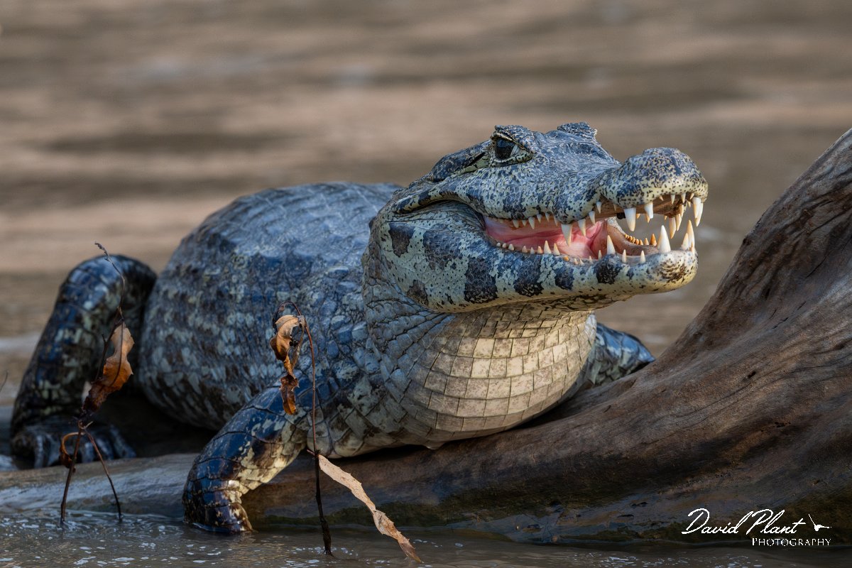 DPP - Pantanal - Yacare caiman - C.jpg - Yacare caiman, Caiman yacare - Rio São Lourenço, Pantanal, Brazil