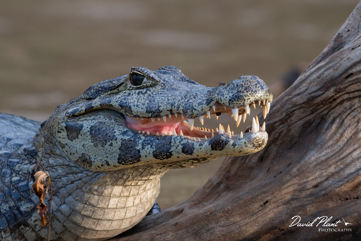 DPP - Pantanal - Yacare caiman - D.jpg - Yacare caiman, Caiman yacare - Rio São Lourenço, Pantanal, Brazil