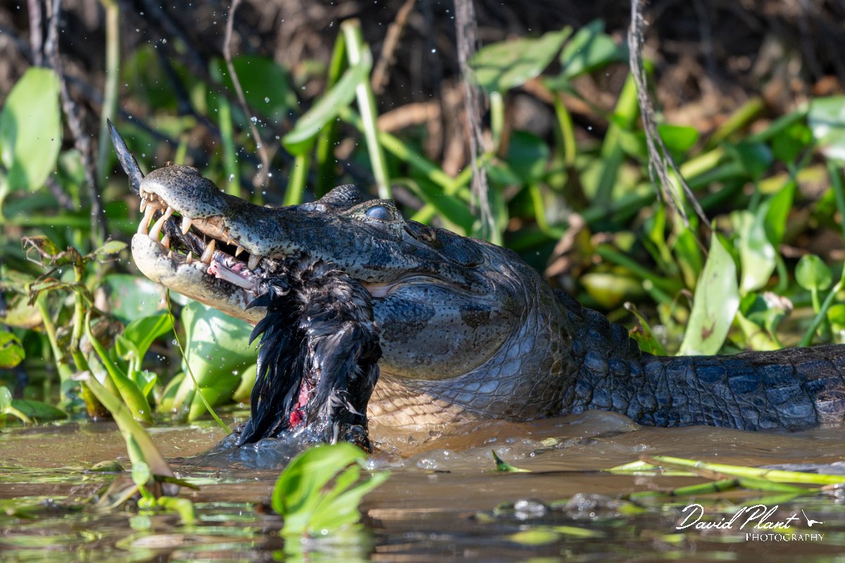 DPP - Pantanal - Yacare caiman - E.jpg - Yacare caiman, Caiman yacare - Rio São Lourenço, Pantanal, Brazil