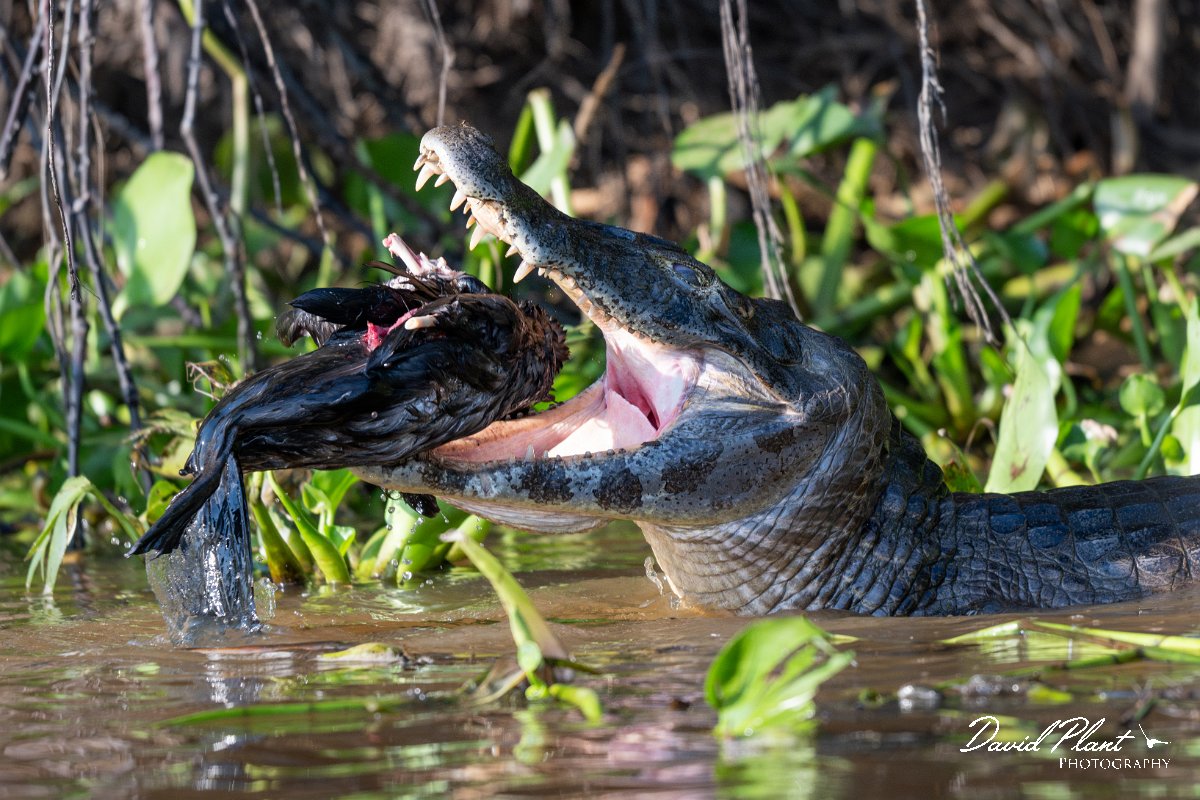 DPP - Pantanal - Yacare caiman - F.jpg - Yacare caiman, Caiman yacare - Rio São Lourenço, Pantanal, Brazil