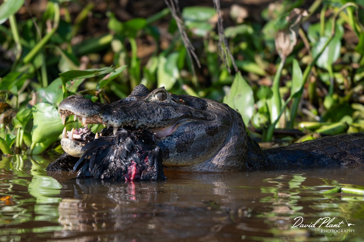 DPP - Pantanal - Yacare caiman - G.jpg - Yacare caiman, Caiman yacare - Rio São Lourenço, Pantanal, Brazil