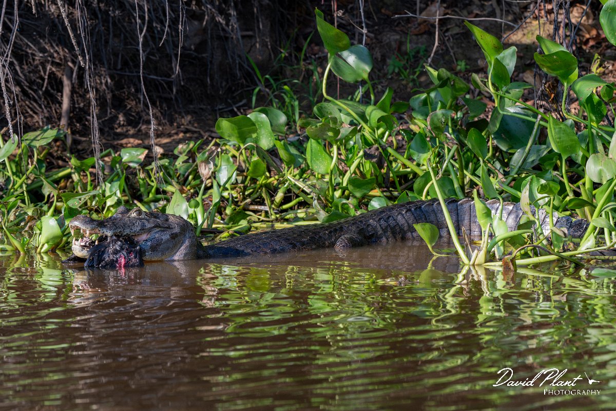 DPP - Pantanal - Yacare caiman - H.jpg - Yacare caiman, Caiman yacare - Rio São Lourenço, Pantanal, Brazil