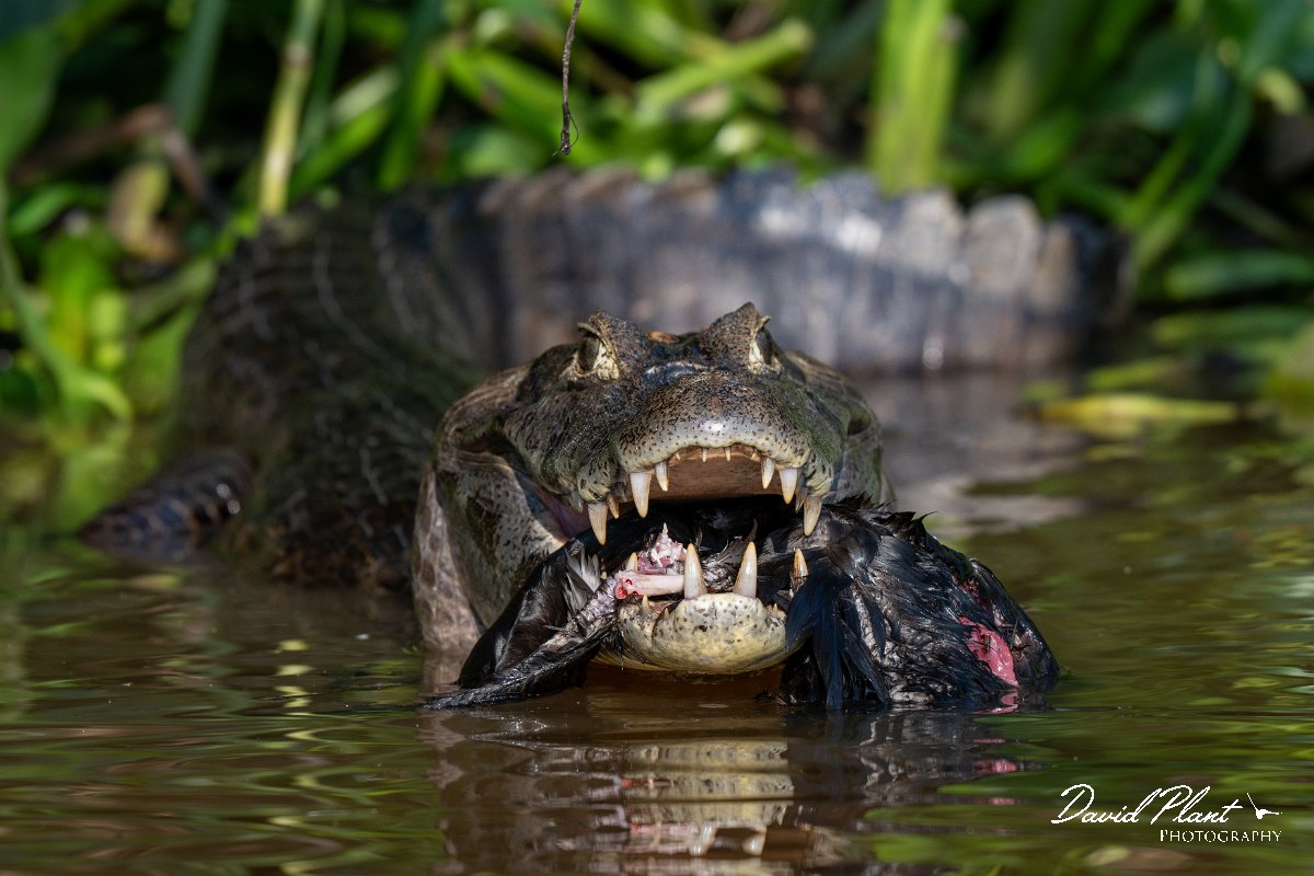 DPP - Pantanal - Yacare caiman - I.jpg - Yacare caiman, Caiman yacare - Rio São Lourenço, Pantanal, Brazil