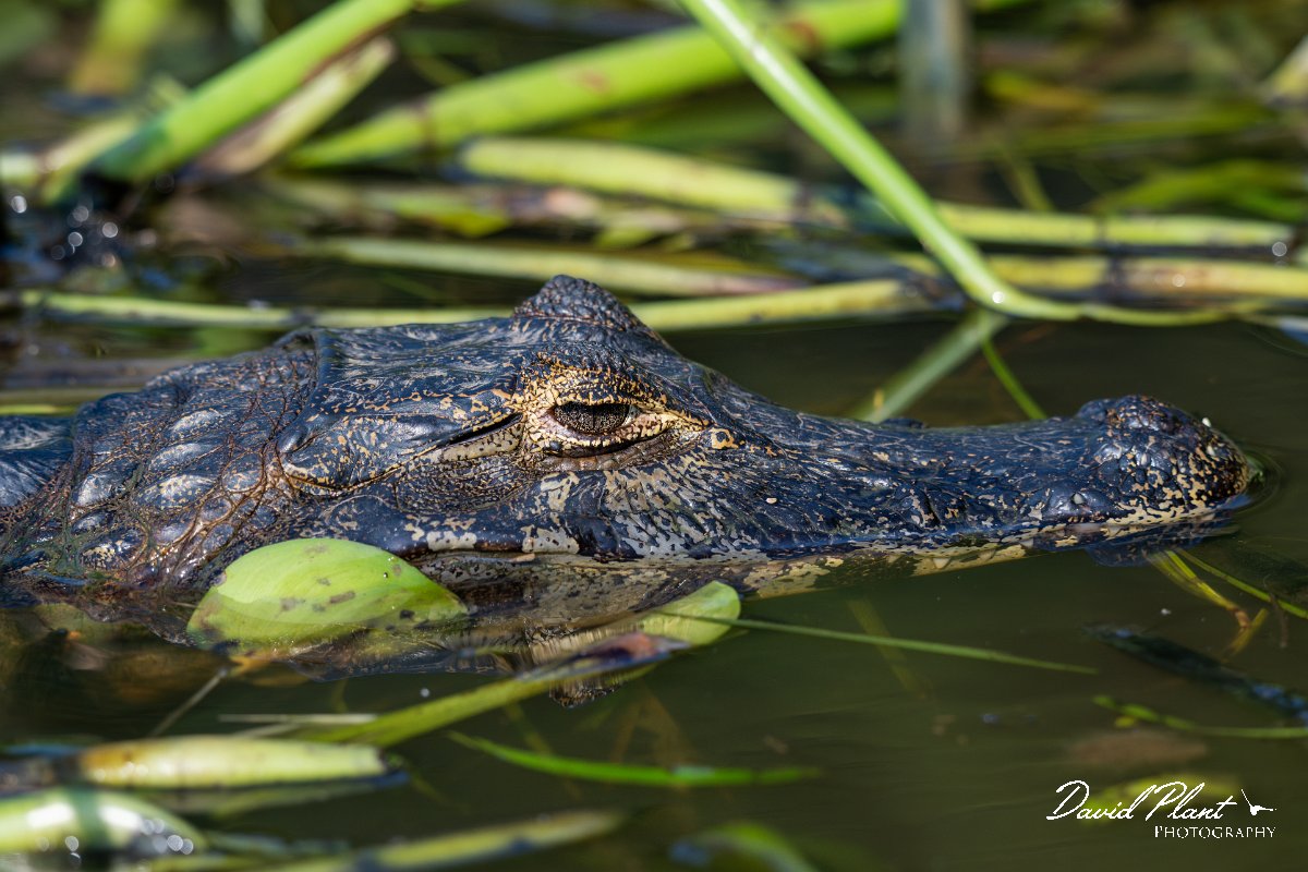 DPP - Pantanal - Yacare caiman - J.jpg - Yacare caiman, Caiman yacare - Rio São Lourenço, Pantanal, Brazil