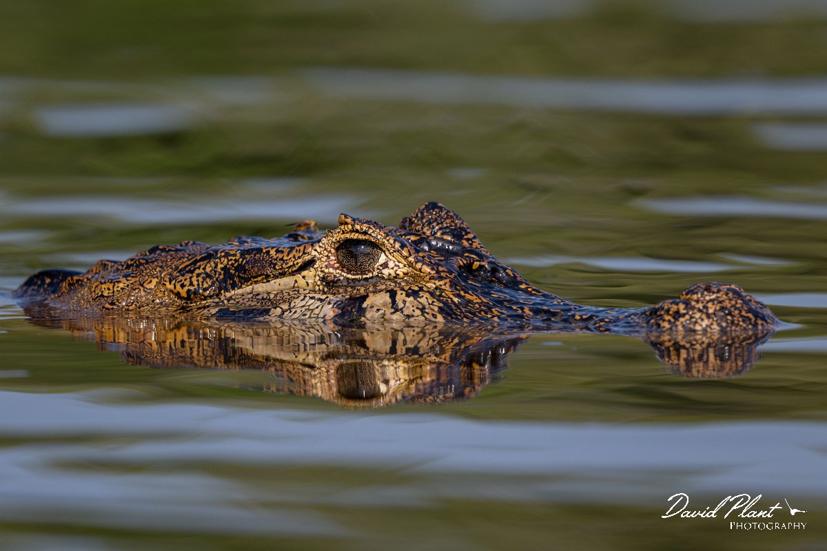 DPP - Pantanal - Yacare caiman - K.jpg - Yacare caiman, Caiman yacare - Rio São Lourenço, Pantanal, Brazil