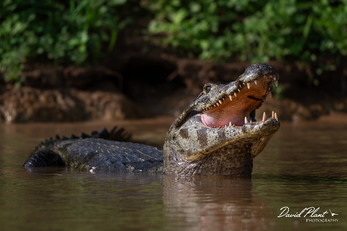 DPP - Pantanal - Yacare caiman - L.jpg - Yacare caiman, Caiman yacare - Rio São Lourenço, Pantanal, Brazil