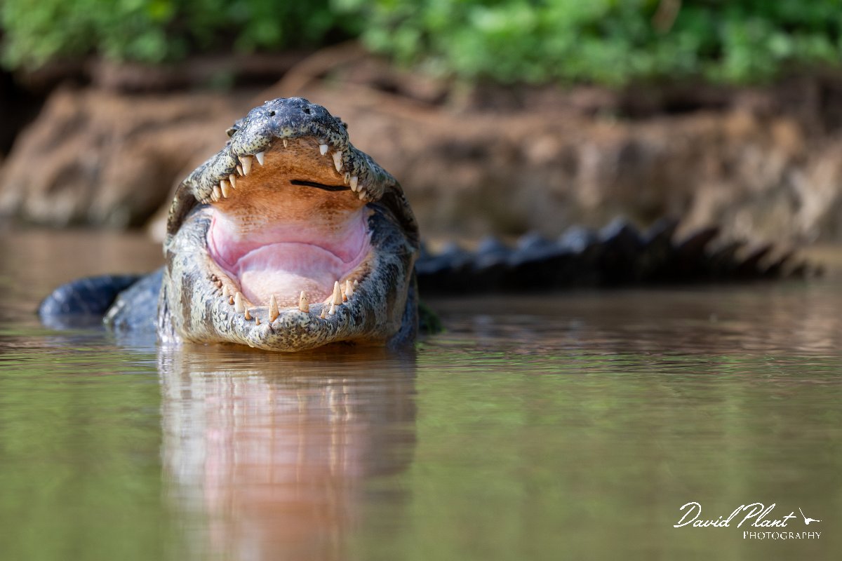DPP - Pantanal - Yacare caiman - M.jpg - Yacare caiman, Caiman yacare - Rio São Lourenço, Pantanal, Brazil