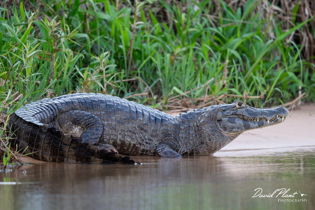 DPP - Pantanal - Yacare caiman - O.jpg - Yacare caiman, Caiman yacare - Rio São Lourenço, Pantanal, Brazil