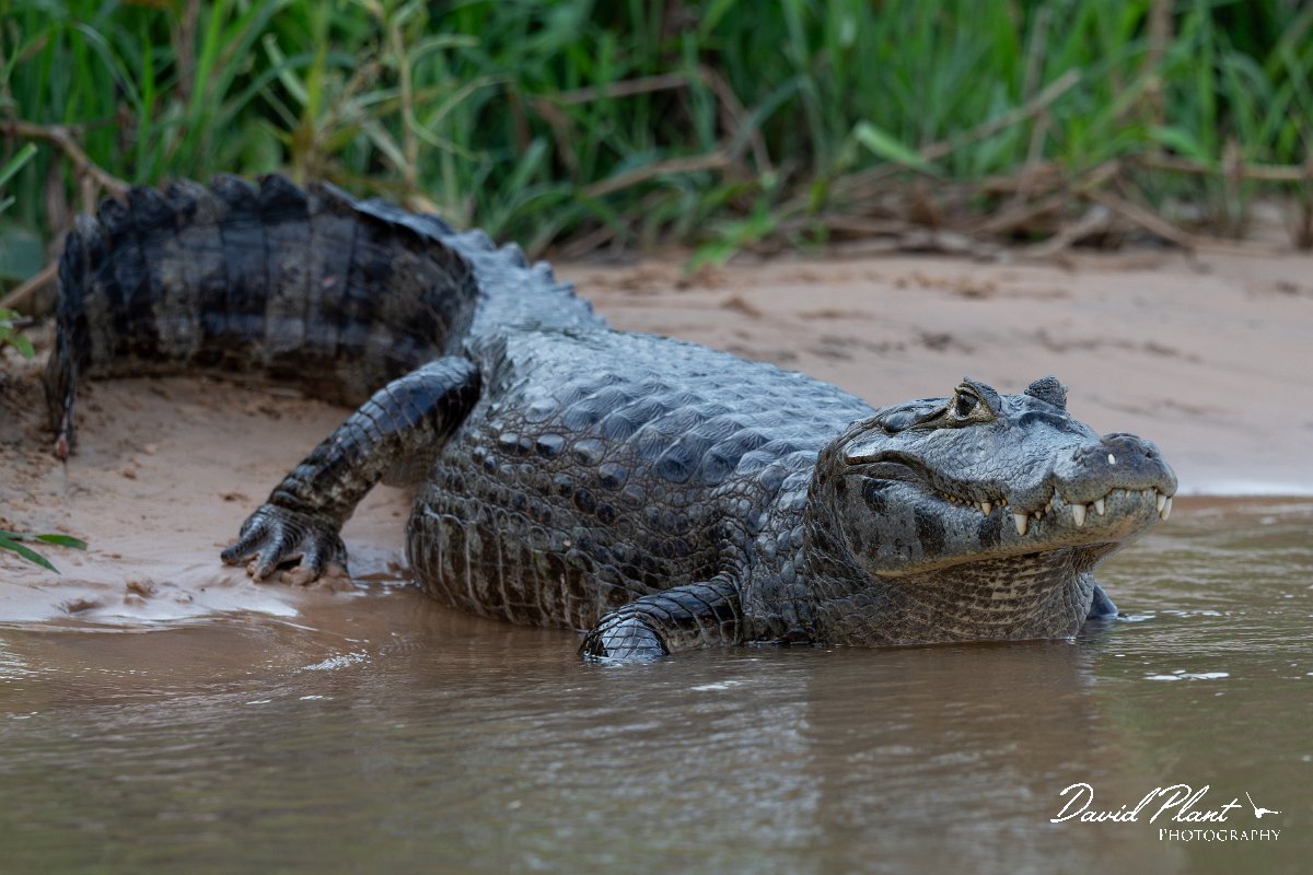 DPP - Pantanal - Yacare caiman - P.jpg - Yacare caiman, Caiman yacare - Rio São Lourenço, Pantanal, Brazil