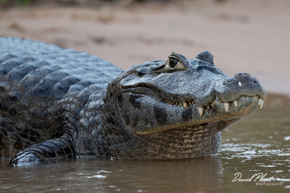 DPP - Pantanal - Yacare caiman - Q.jpg - Yacare caiman, Caiman yacare - Rio São Lourenço, Pantanal, Brazil