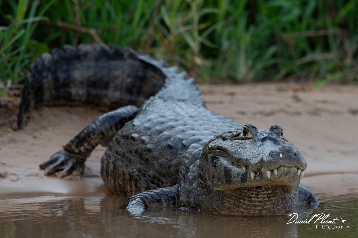 DPP - Pantanal - Yacare caiman - R.jpg - Yacare caiman, Caiman yacare - Rio São Lourenço, Pantanal, Brazil