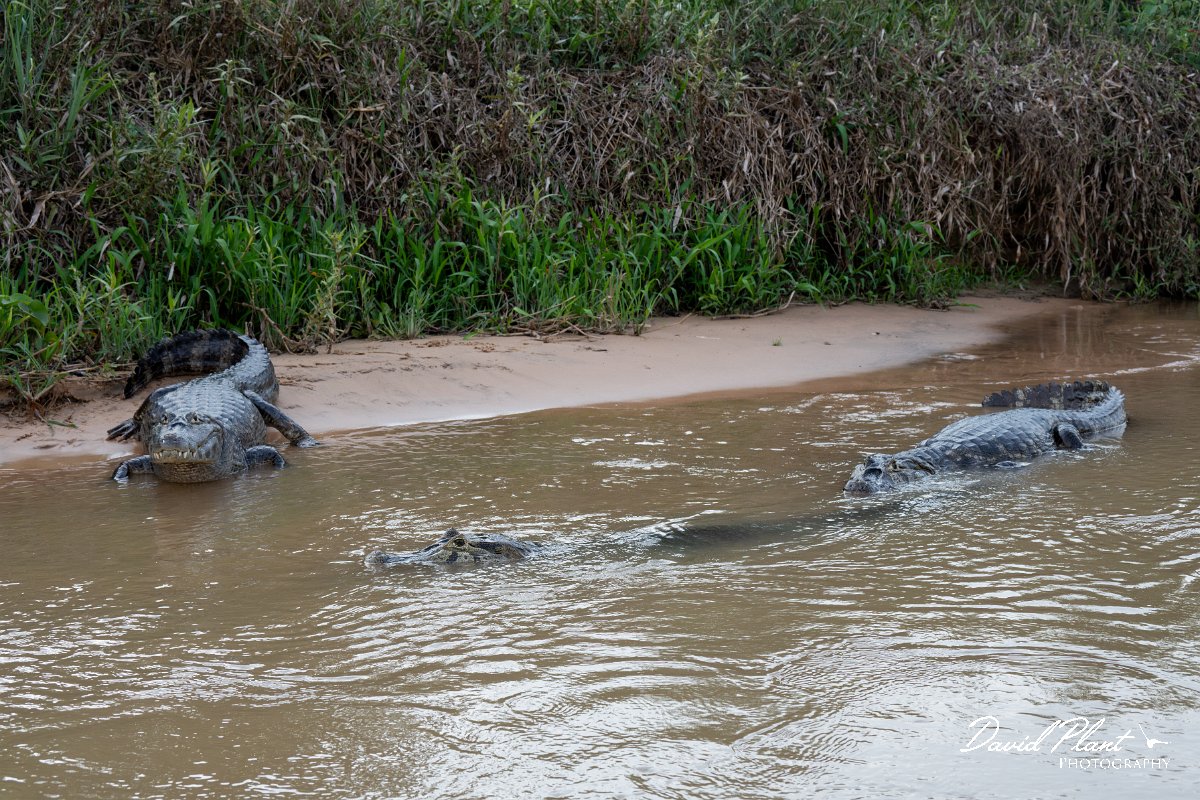 DPP - Pantanal - Yacare caiman - S.jpg - Yacare caiman, Caiman yacare - Rio São Lourenço, Pantanal, Brazil