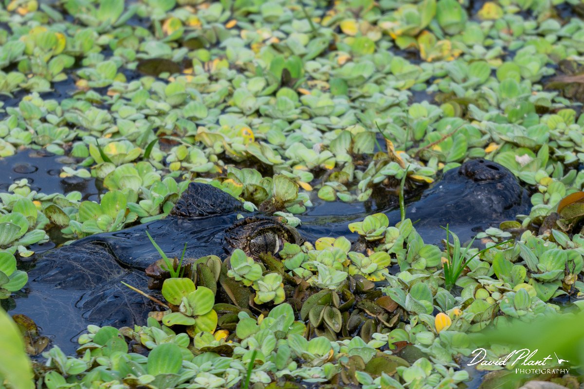 DPP - Pantanal - Yacare caiman - T.jpg - Yacare caiman, Caiman yacare - Transpantaneira, Pantanal, Brazil
