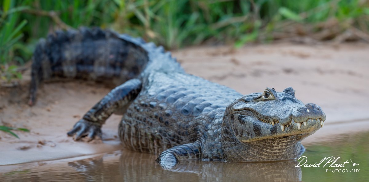 DPP - Pantanal - Yacare caiman - V.jpg - Yacare caiman, Caiman yacare - Rio São Lourenço, Pantanal, Brazil
