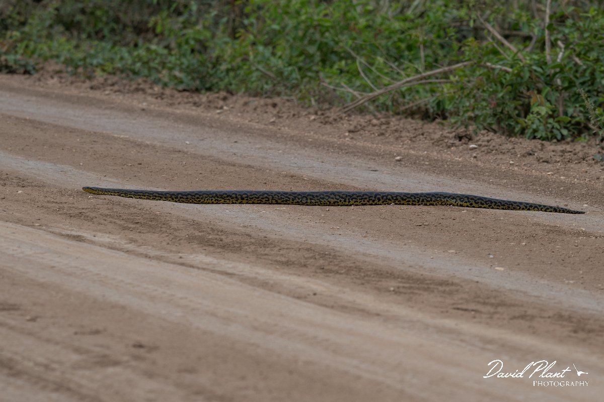 DPP - Pantanal - Yellow anaconda - A.jpg - Yellow anaconda, Eunectes notaeus - Transpantaneira, Brazil