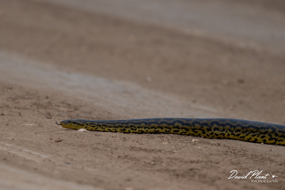DPP - Pantanal - Yellow anaconda - B.jpg - Yellow anaconda, Eunectes notaeus - Transpantaneira, Brazil