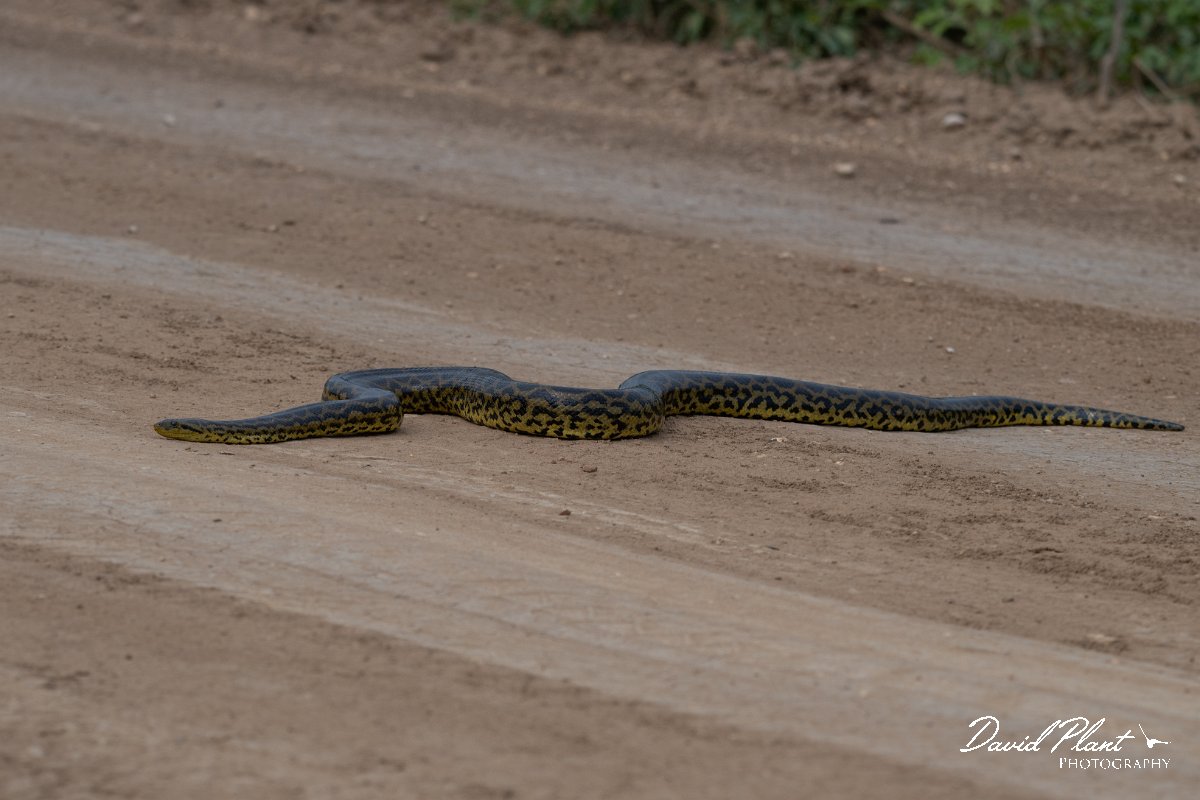DPP - Pantanal - Yellow anaconda - C.jpg - Yellow anaconda, Eunectes notaeus - Transpantaneira, Brazil
