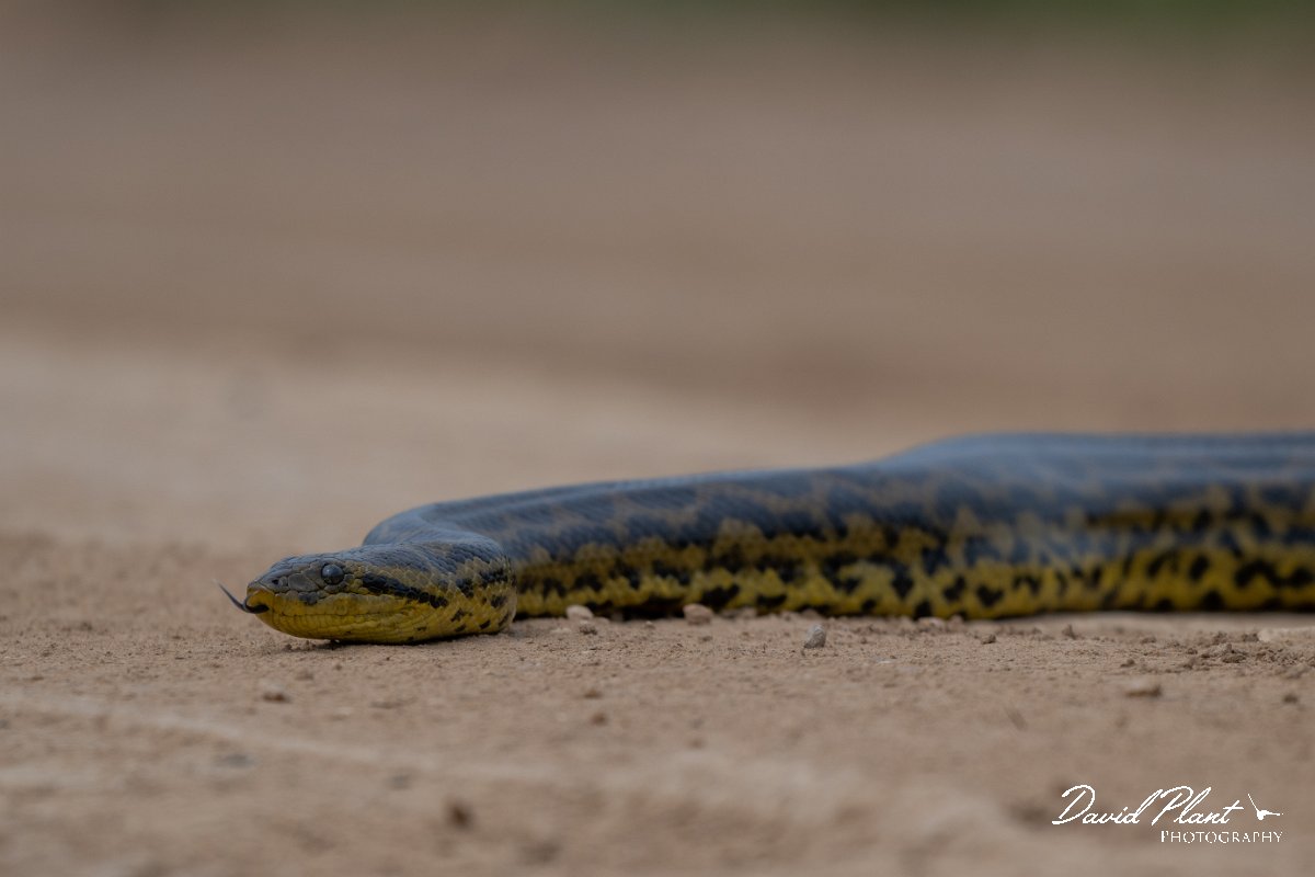 DPP - Pantanal - Yellow anaconda - D.jpg - Yellow anaconda, Eunectes notaeus - Transpantaneira, Brazil
