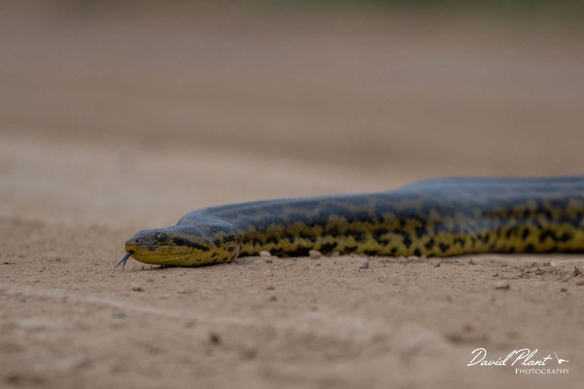 DPP - Pantanal - Yellow anaconda - E.jpg - Yellow anaconda, Eunectes notaeus - Transpantaneira, Brazil