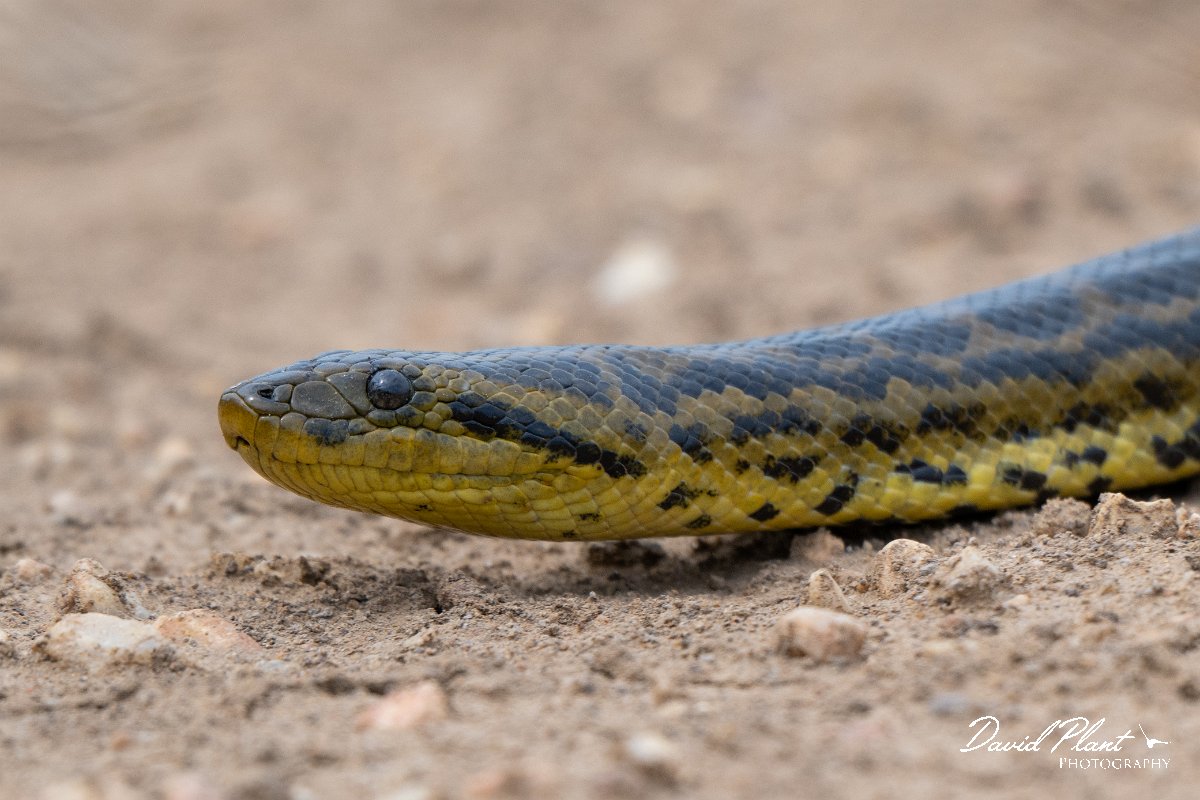 DPP - Pantanal - Yellow anaconda - G.jpg - Yellow anaconda, Eunectes notaeus - Transpantaneira, Brazil