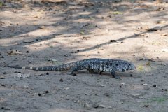 DPP - Pantanal - Black and white tegu - A