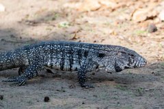 DPP - Pantanal - Black and white tegu - C