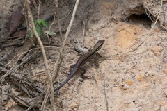 DPP - Pantanal - Giant ameiva, Ameiva ameiva - A