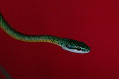 DPP - Pantanal - Giant parrot snake, Leptophis ahaetulla - A